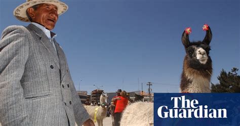 Bolivian Llamas In Pictures World News The Guardian