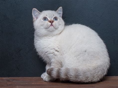 Xenia Purebred British Shorthair Female Kitten Mysite1