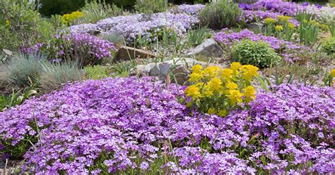 15 Of The Best Flowering Ground Covers Gardener’s Path