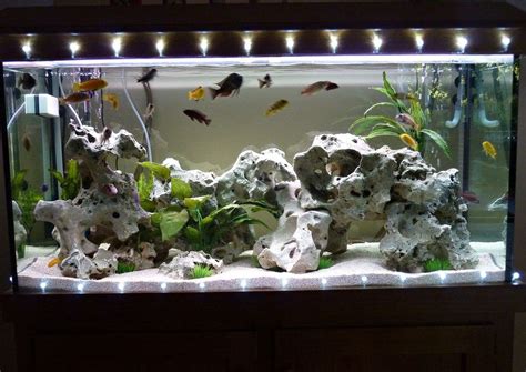 Freshwater Aquarium Decorated With Christmas Lights For The Festive
