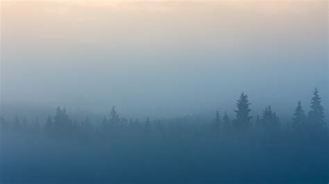 Foggy Forest Mist Trees Landscape Blue Hd Wallpaper Wallpaper Flare