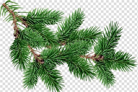 Green Tinsel Fir Pine Tree Free Christmas Tree Branches Buckle