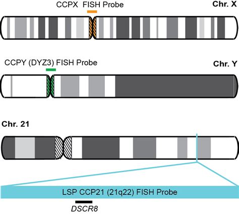 Ccpx Y 21 Fish Probe Kit Cytotest