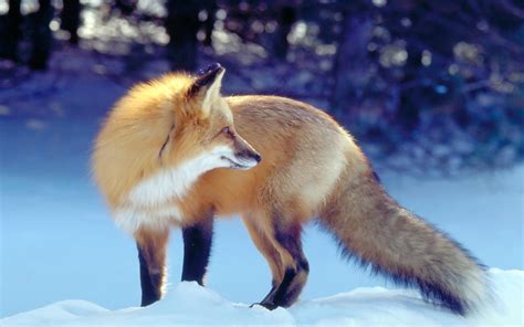 Red Fox Wallpapers Wallpaper Cave