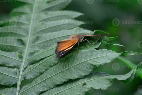 Butterflies Perch On Green Leaves Wild Animal In The Forest Suitable