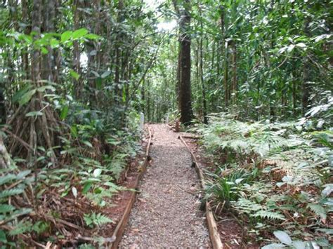 Colo I Suva Forest Park Updated 2020 All You Need To Know Before You