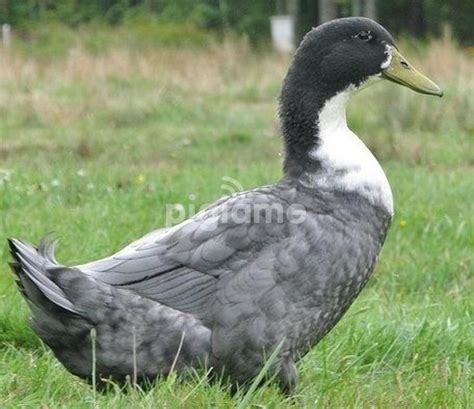 Blue Swedish Duck Profile Farming Eggs Care Facts Bird Baron