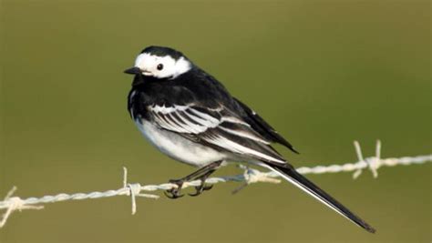 Biodiversity Group Bird Of The Month The Pied Wagtail