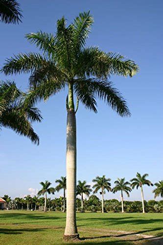 Florida Royal Palm Tree Roystonea Elata 10 Seeds American Gardener