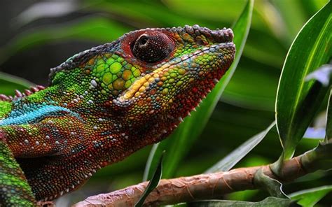 Download Wallpapers Lizard Chameleon Jungle Reptile Green Chameleon