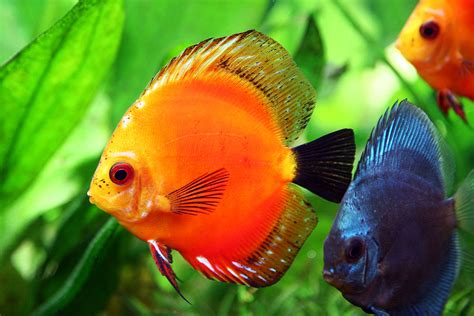 Discus Fish The King Of Aquarium Exotic Tropical Ornamental Fish