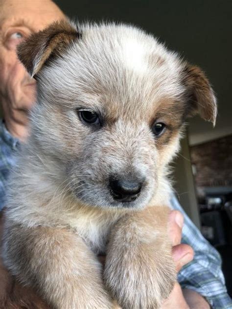 (happens to me all the time ) please just make sure that you're. Australian Cattle Dog puppy dog for sale in ELLENSBURG, Washington