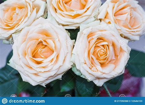 Beautiful Pink Roses Are Blooming Stock Photo Image Of Green Creamy