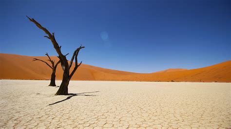 Pictures Of The Namib Desert 200 Millones De árboles En El Desierto