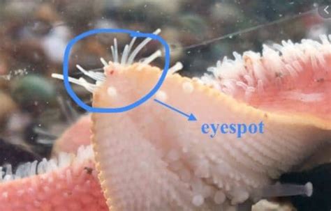 What Do Sea Stars Eat How To Feed Starfish At Home Life Of Fish
