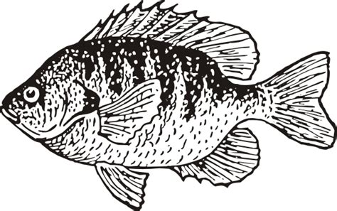 Free Bluegill Cliparts Download Free Bluegill Cliparts Png Images