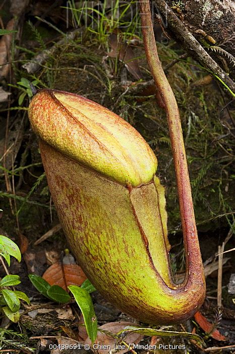 Minden Pictures Giant Pitcher Plant Nepenthes Rajah Unopened