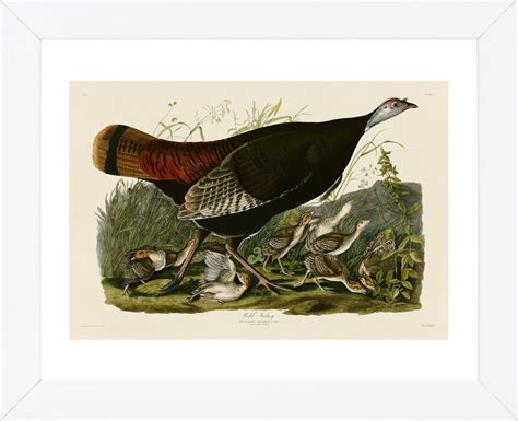 wild turkey ii framed john james audubon mcgaw graphics audubon prints audubon birds