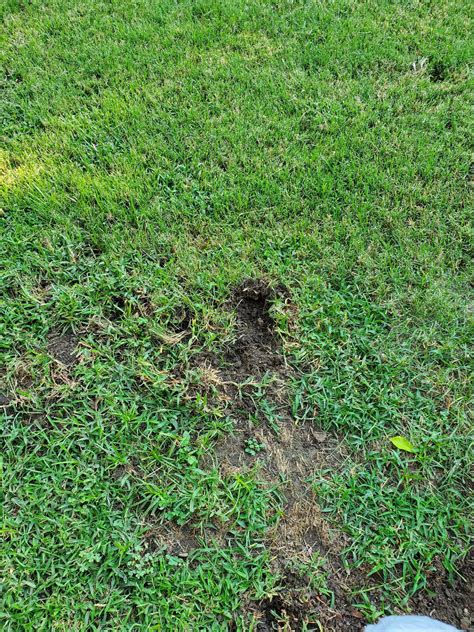What Is Making These Holes In My Lawn And How Do I Treat It Anyone