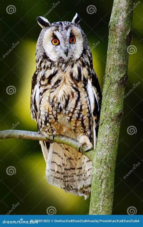 Long Eared Owl Sitting On The Branch In The Spruce Larch Forest During