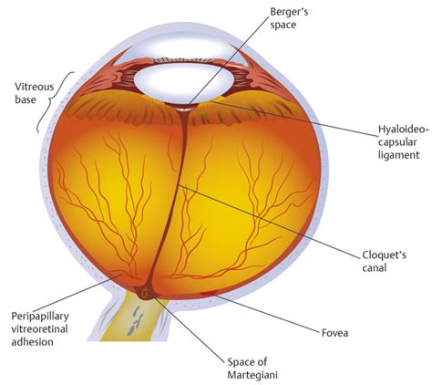 1 Anatomy Of The Vitreous Retina And Choroid Ento Key