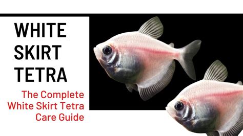 The Complete White Skirt Tetra Care Breeding Diet Guide