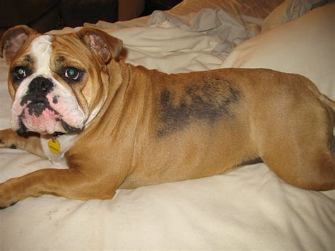 For example the french bulldog. New Member - Bulldog Losing Hair On Sides