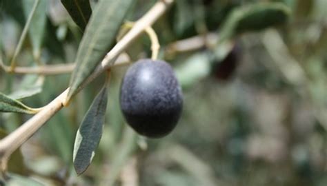How To Grow Olive Trees In Containers Garden Guides
