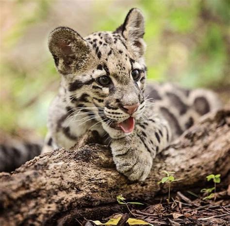Beautiful ️ Clouded Leopard Big Cats Wild Cats