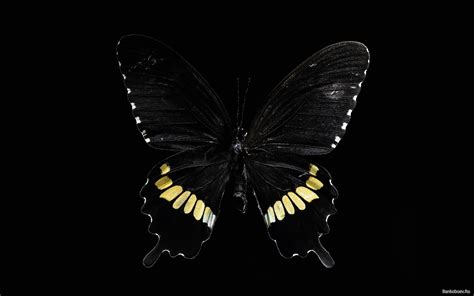 Strange Natural Black Butterfly