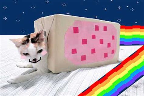 Nyan Cat Lives Nine Cute Real Live Nyan Cats