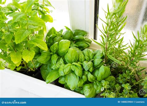 Mixed Fresh Aromatic Herbs Growing In Pot Urban Balcony Garden With