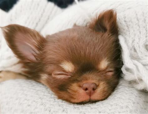 Chihuahua il cane più piccolo al mondo PetPassion