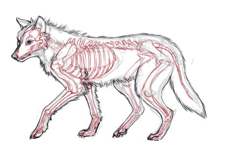 Wolf Anatomy Study By Javamoos On Deviantart