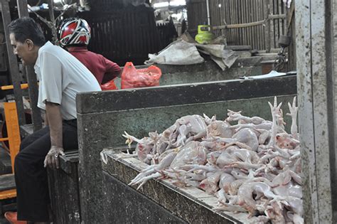 Harga ayam kampung terbaru hari ini tahun 2018 memang sangat fluktuatif dan kompetitif. Harga Ayam Kampung di Wonokromo Melonjak Jelang Lebaran ...