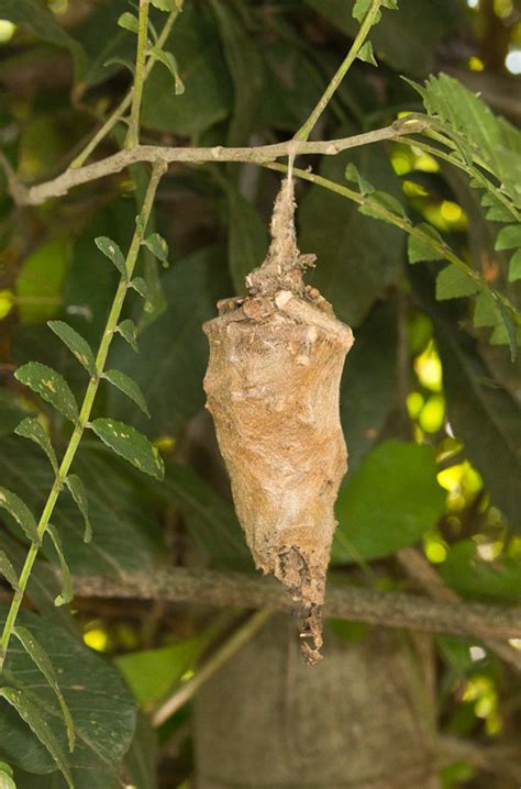 Bagworm Cocoon Nature Closeups
