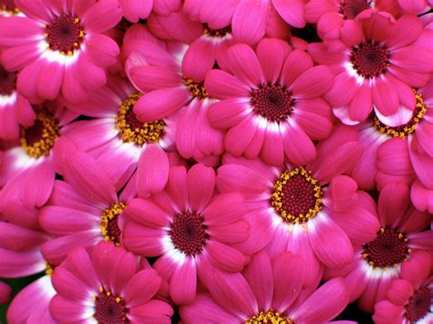 If you're in search of the best hd flower wallpaper, you've come to the right place. Download Flowers Pink Wallpaper 1600x1200 | Wallpoper #363176