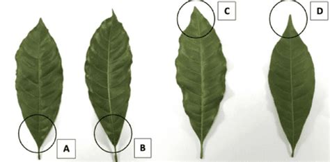 Leaf Morphology Of Abiu A Leaf Bases Acute B Leaf Bases Cuneate C