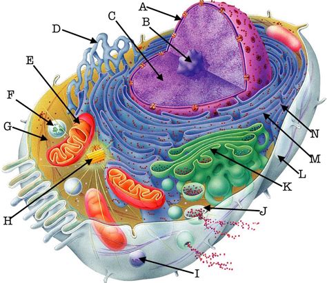 Illustration Animal Cell Diagram
