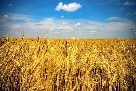 Wheat Fields Of Kansas Photograph By Bryan Terrel Fine Art America