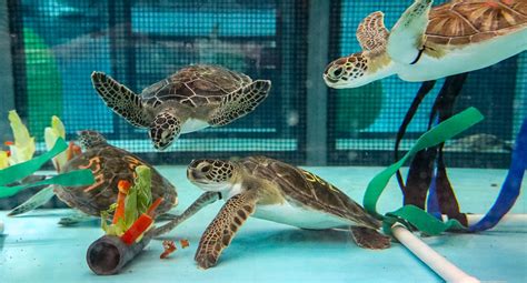 Sea Turtle Rescue And Rehabilitation New England Aquarium