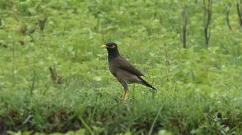 Common Myna How Birds Eat Food~~ You Will Be Surprised To See ~~what