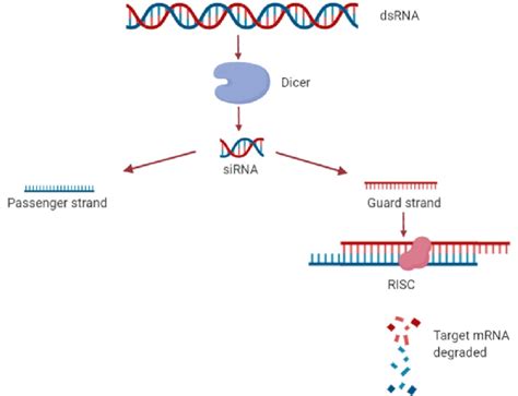 schematic diagram of rna interference using dsrna [pictorial download scientific diagram