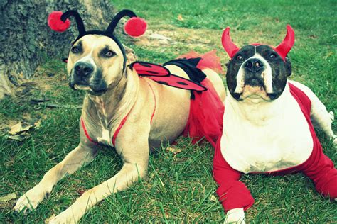 100+ unique dog names for every kind of pup. Best of OUG! Top Dog Halloween Costumes: Naperville ...