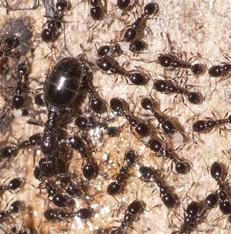 Tiny Black Ants Monomorium Bugguidenet