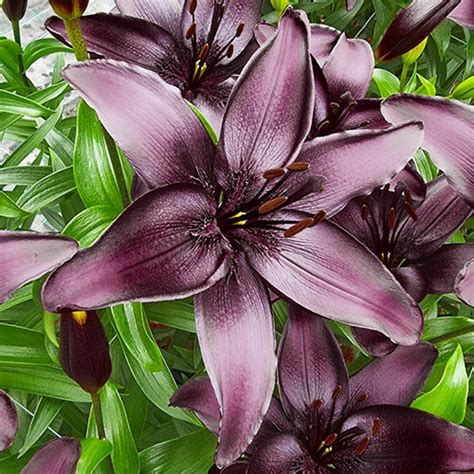 Buy Blackstone Lily Online Asiatic Lilies Brecks