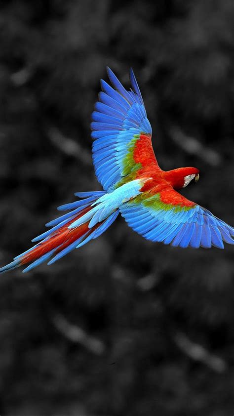 Flying Birds Hd Mobile Wallpapers Wallpaper Cave