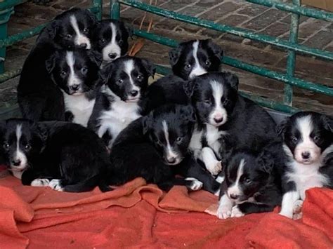 Working Collie Pups The Farming Forum