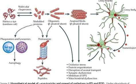Parkinsons Disease Dementia Convergence Of α Synuclein Tau And