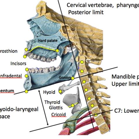 Bony And Cartilaginous Limits For Soft Tissues Of The Vocal Tract